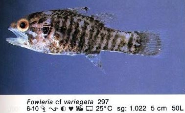 Fowleria cf variegata